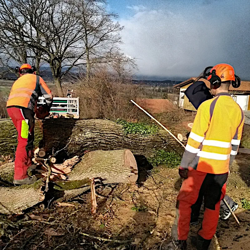 Holz aus Fräschels